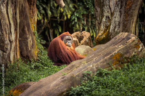 Male orangutan sited