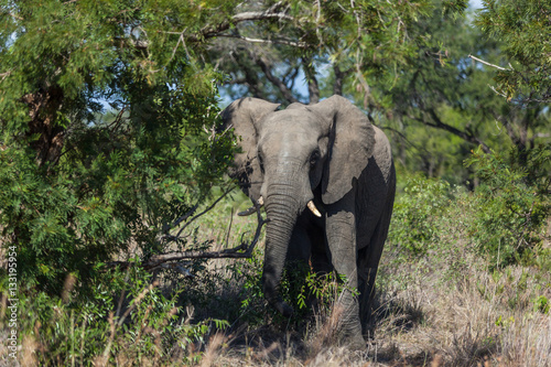 An elephant walks from the bush.