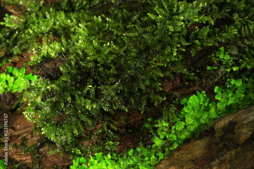 Plants and moss plant in pot