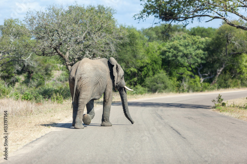 Elephant walking across the road in Kruger Park.
