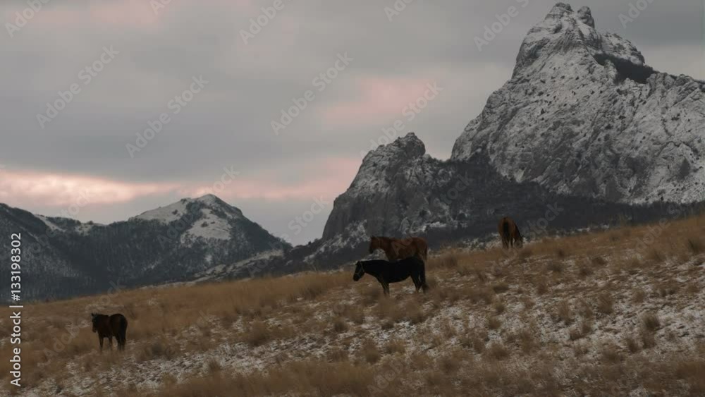 stallions on the background of snowy mountains stallions on the background of snowy mountains