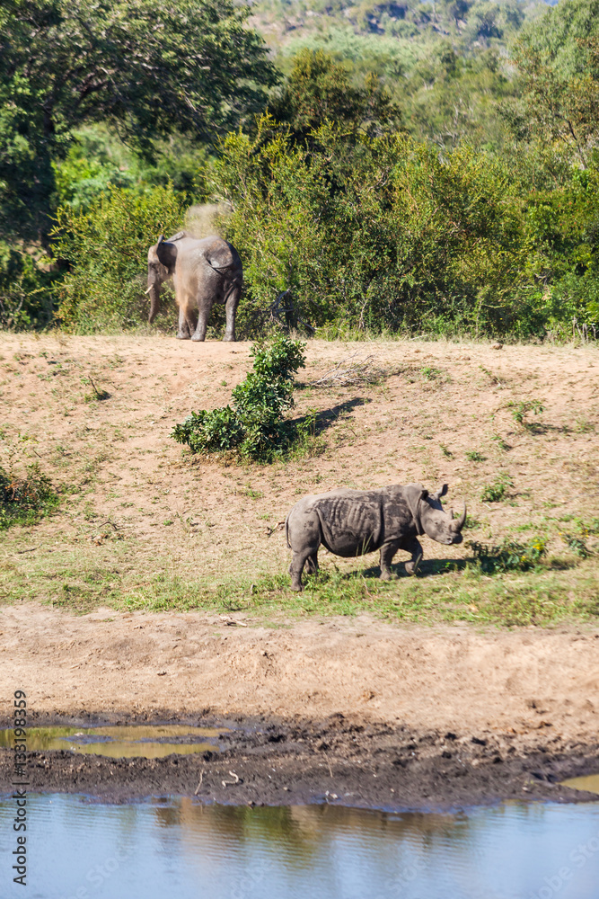 Fototapeta premium Elephant and Rhino face off at a watering hole in the Kruger park, South Africa.