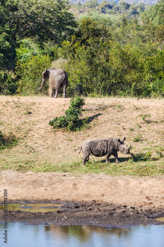 Fototapeta premium Elephant and Rhino face off at a watering hole in the Kruger park, South Africa.