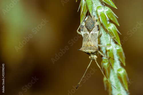 A strange beetle hangs upside-down on a stem covered with buds. Copy space to the left.