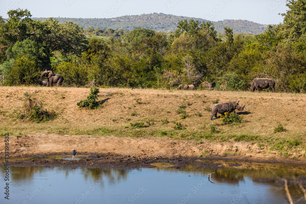 Elephant and Rhino face off at a watering hole in the Kruger park, South Africa.
