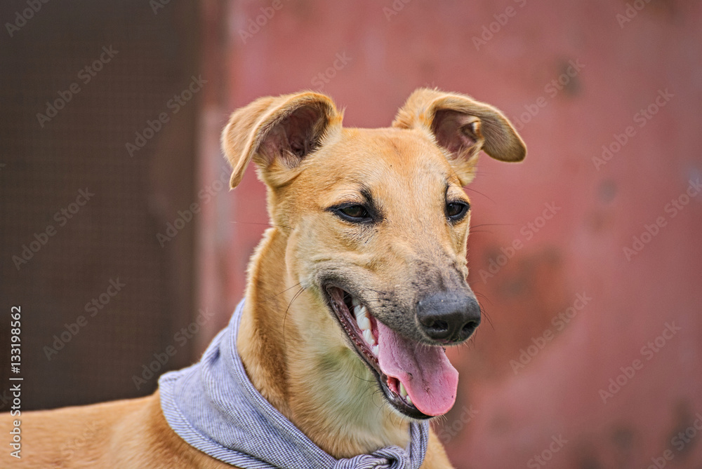 Portrait of a brown greyhound outdoor 