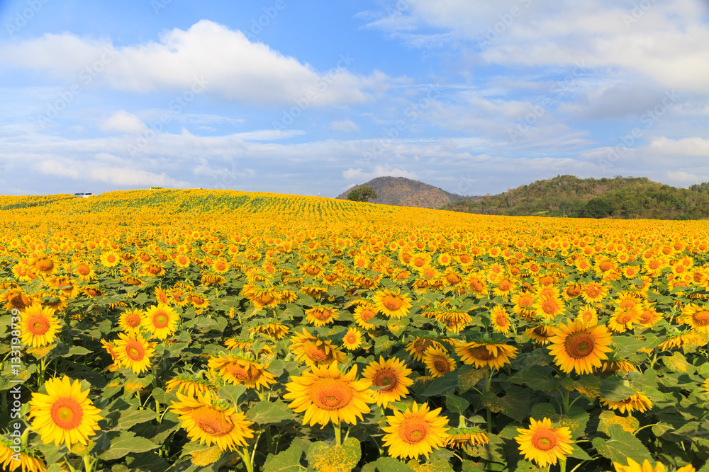 Wonderful view of sunflowers field under blue sky, Nature summer