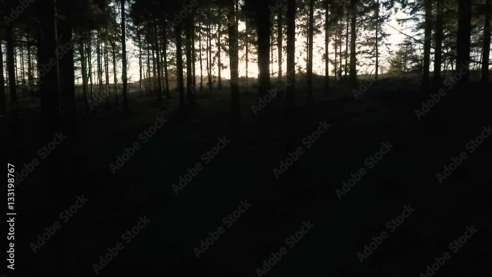 Stabilised tracking shot of sunlight at sunset or sunrise flaring through the trees in a dark forest