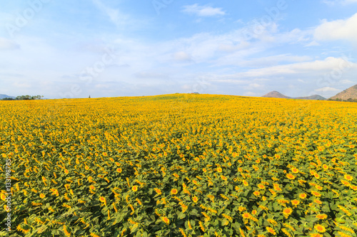 Wonderful view of sunflowers field under blue sky  Nature summer