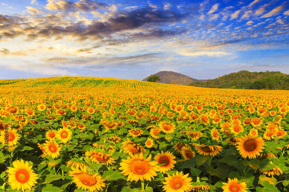 Obraz premium Wonderful view of sunflowers field under blue sky, Nature summer