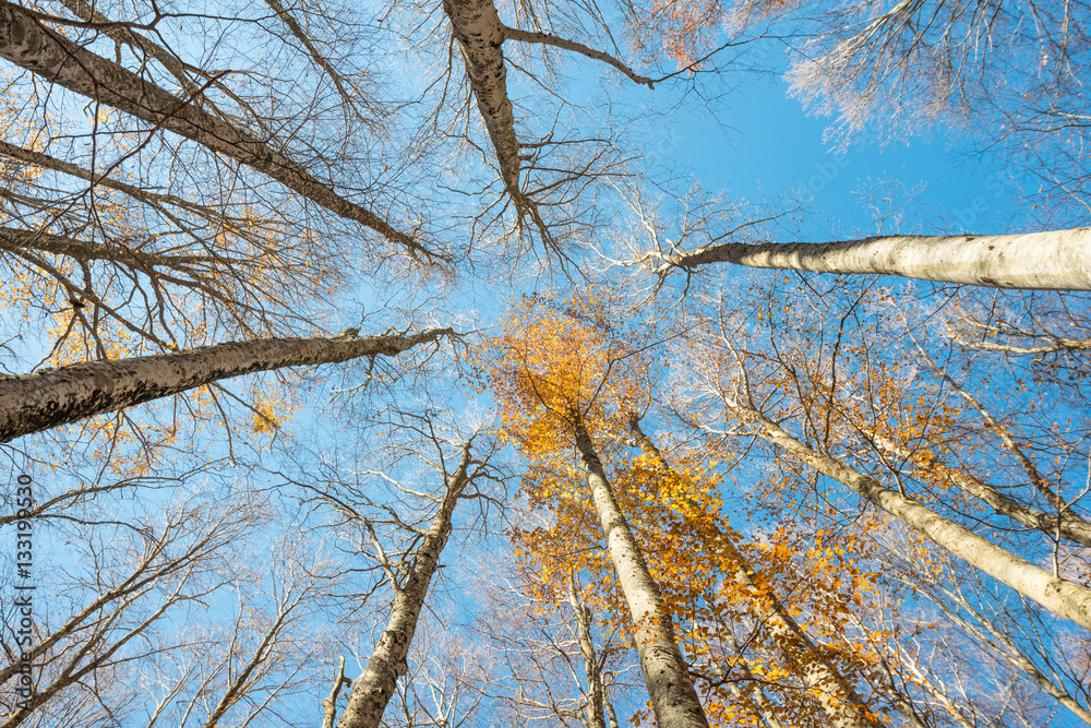 Upward perspective view of tall beech trees and yellow leaves Upward perspective view of tall beech trees and yellow leaves