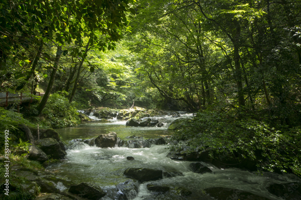 新緑の八重滝