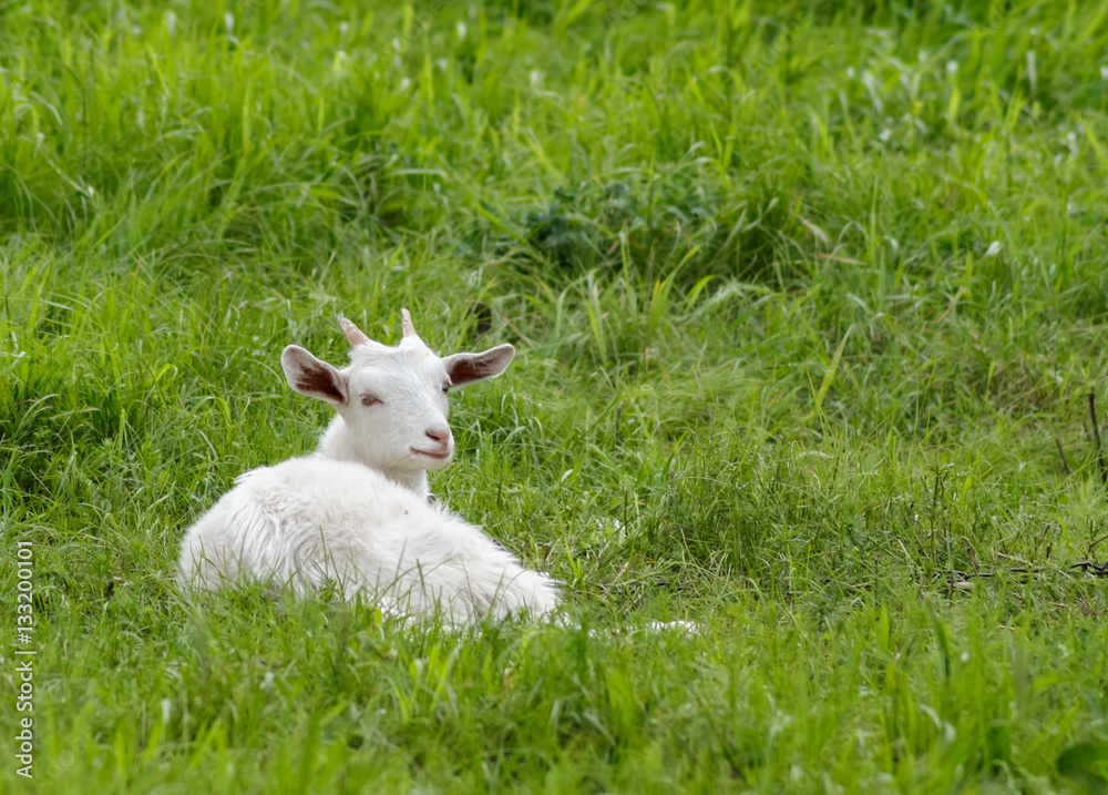 Fototapeta premium Goat lying on the green grass.