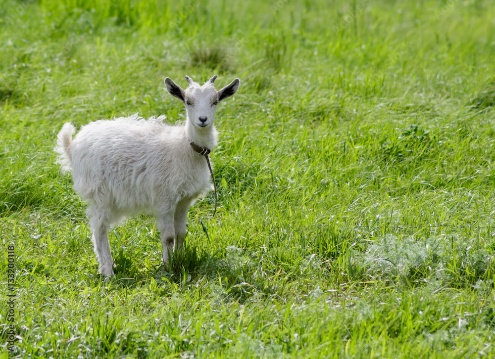 Goat on a meadow. Goat on a meadow.