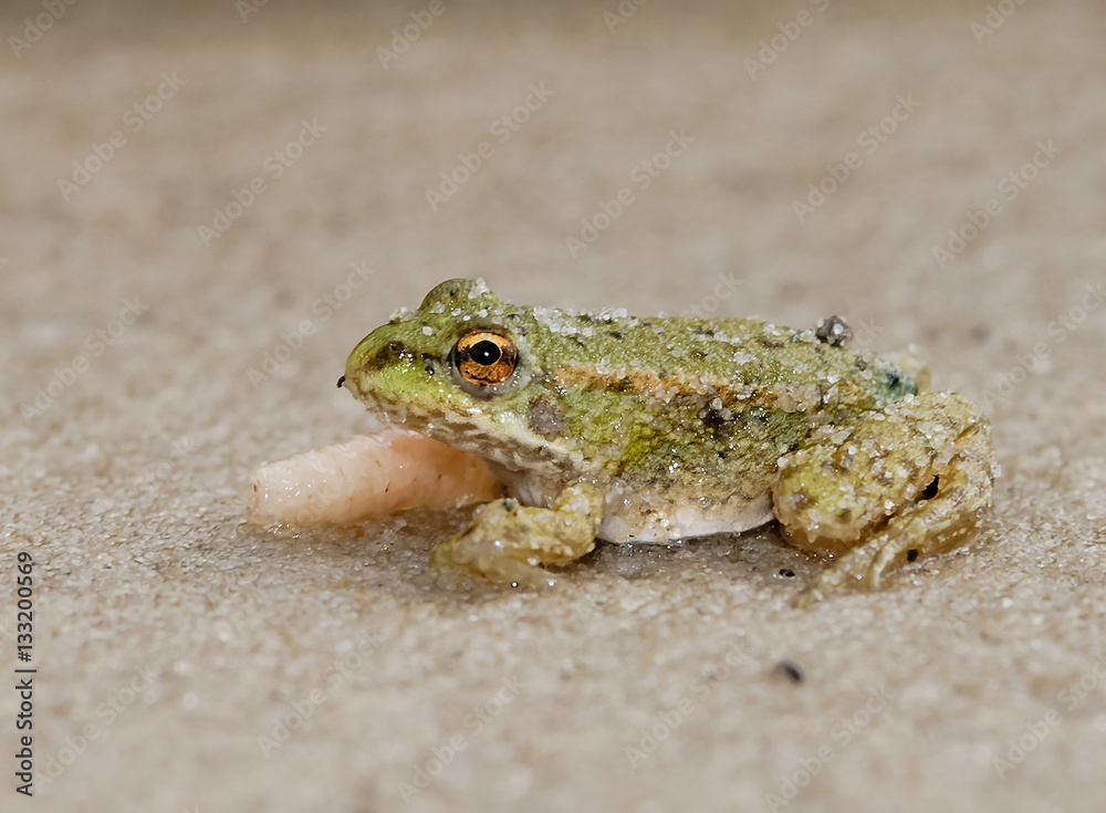 Obraz premium Frog eating a worm.