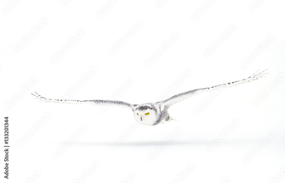 Naklejka premium Snowy owl (Bubo scandiacus) isolated on a white background flies low hunting over an open snowy field in Canada