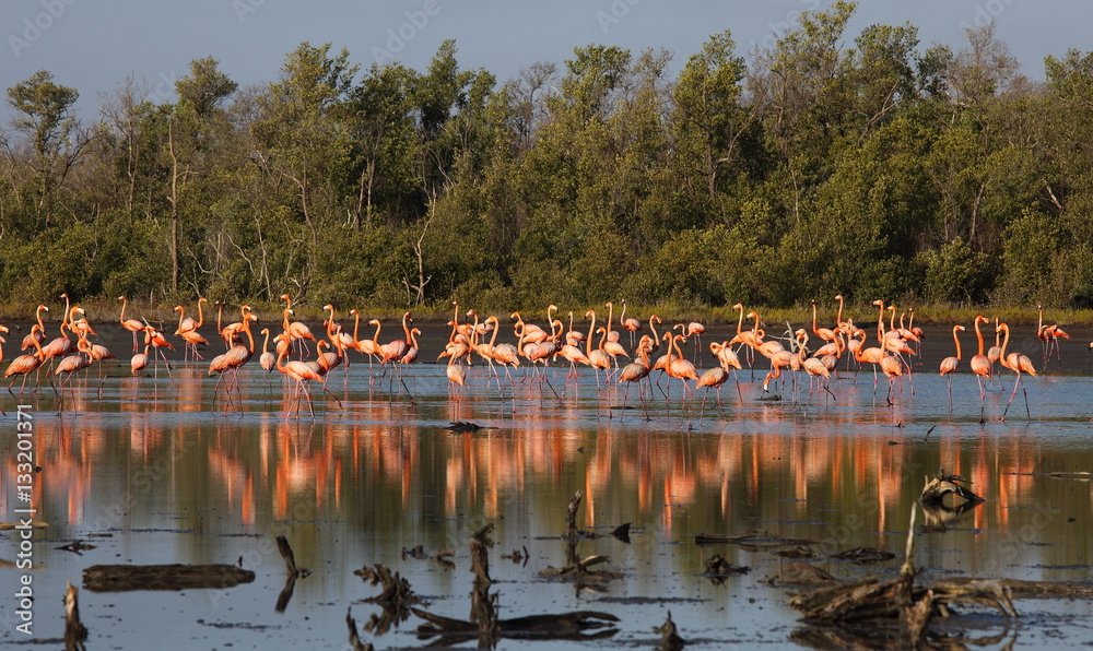 Fototapeta A flock of flamingo