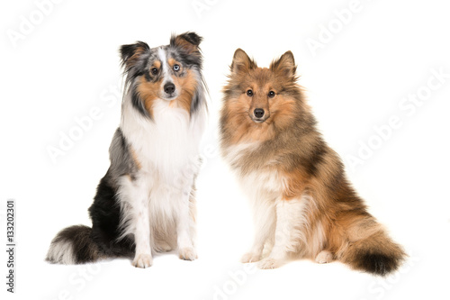 Two shetland sheepdogs in different colors facing the camera isolated on a white background