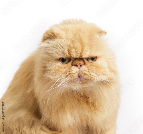 Ginger Persian cat on a white background.