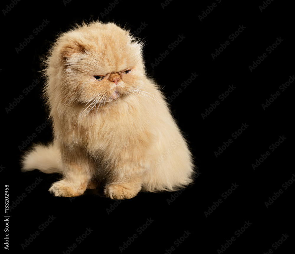 Ginger Persian cat on a black background.