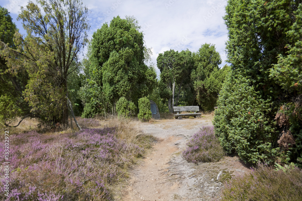Heideblüte im Naturschutzgebiet Heiligen Hain. Heideblüte im Naturschutzgebiet Heiligen Hain.