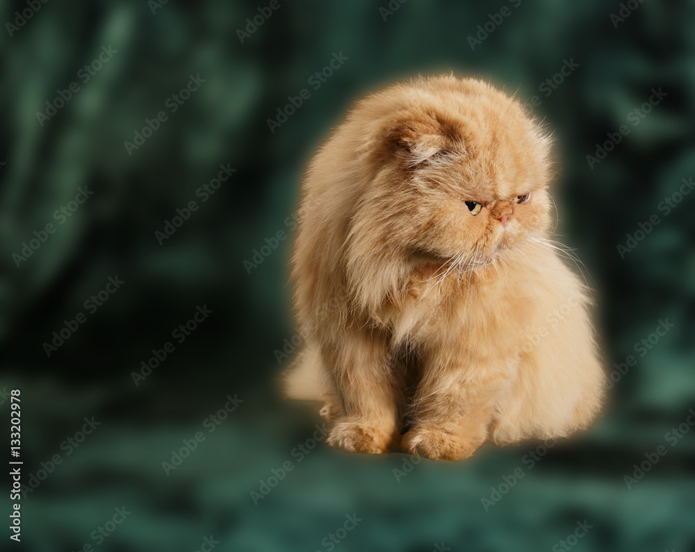 Ginger Persian cat on a green background.