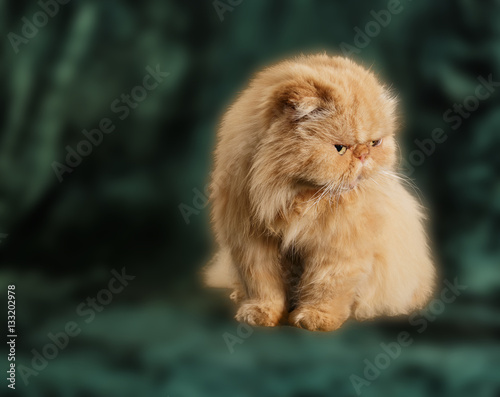 Ginger Persian cat on a green background. © VASILEVS