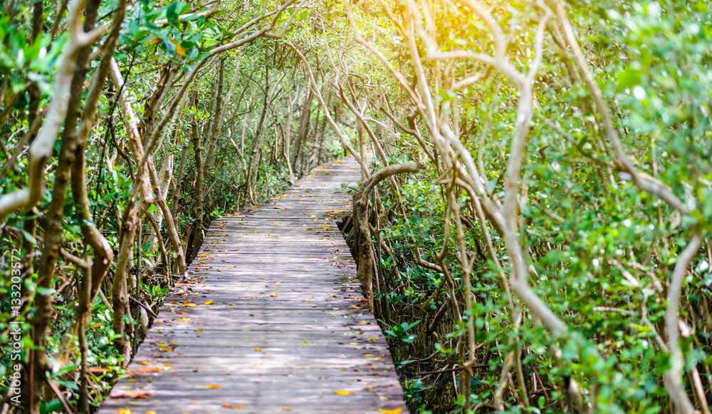 Tree tunnel, Wooden Bridge In Mangrove Forest