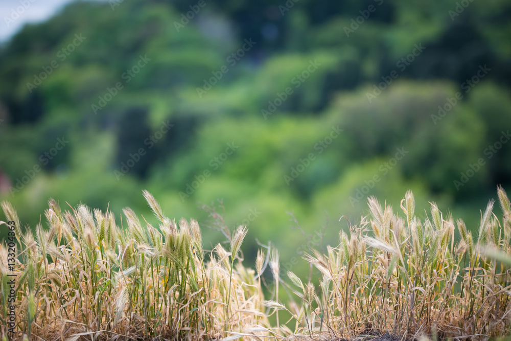 Grass landscape Grass landscape