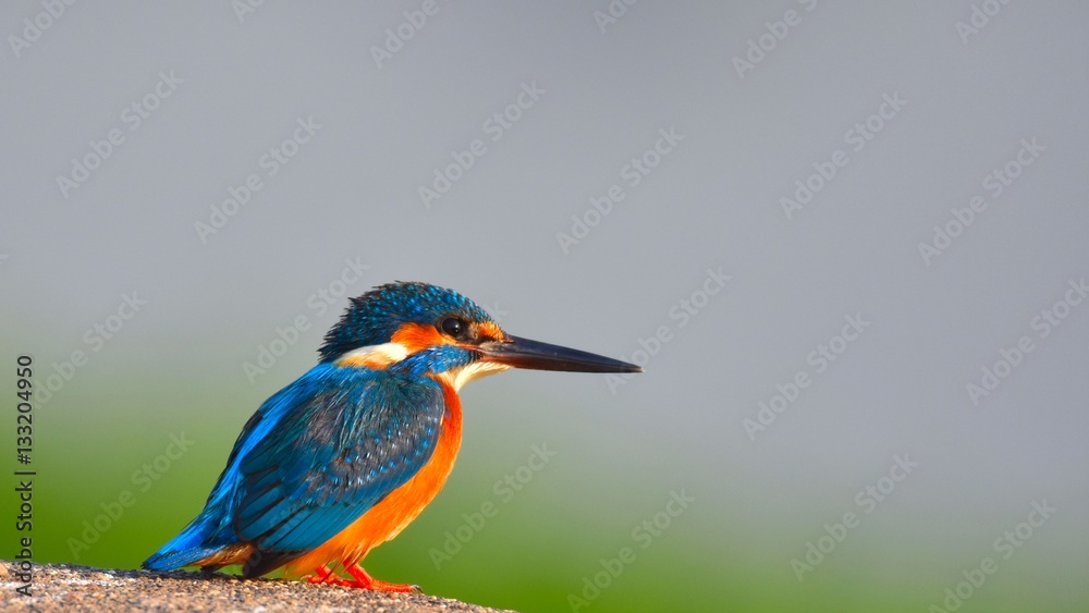 Obraz premium Small Blue Kingfisher