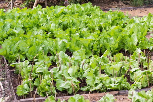 Lettuce seedlings in a field in asia