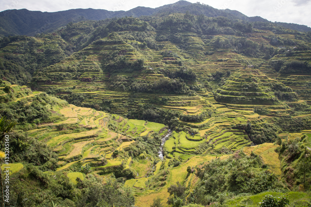 “Stairway to heaven”, Banaue rice terracces, Rice Terraces of the