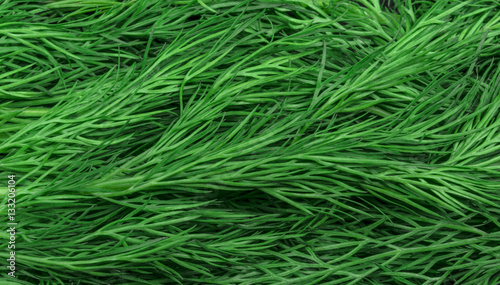 Fresh green dill, close up