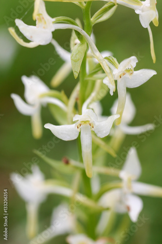 Beautiful white flowers in natural habitat © dachux21