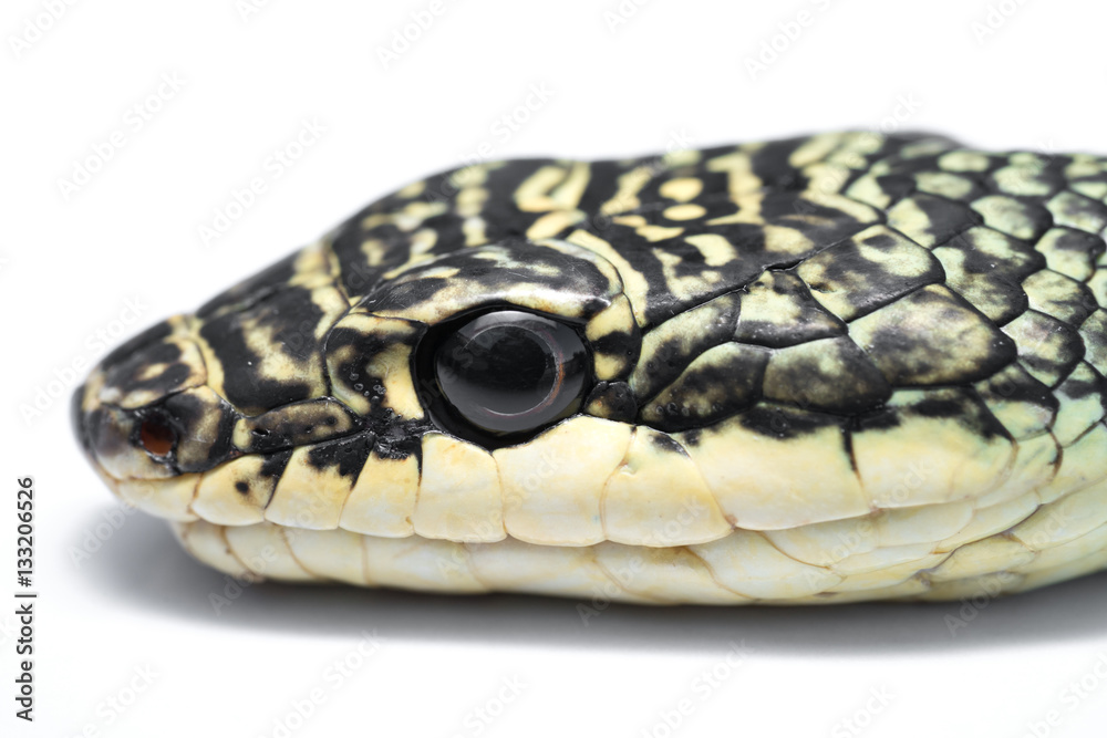 Fototapeta premium Close up of Golden Tree Snake oneself on white. Chrysopelea ornata is a colubrid snake found in both South and Southeast Asia. very unusual in that it is capable of a type of gliding flight.