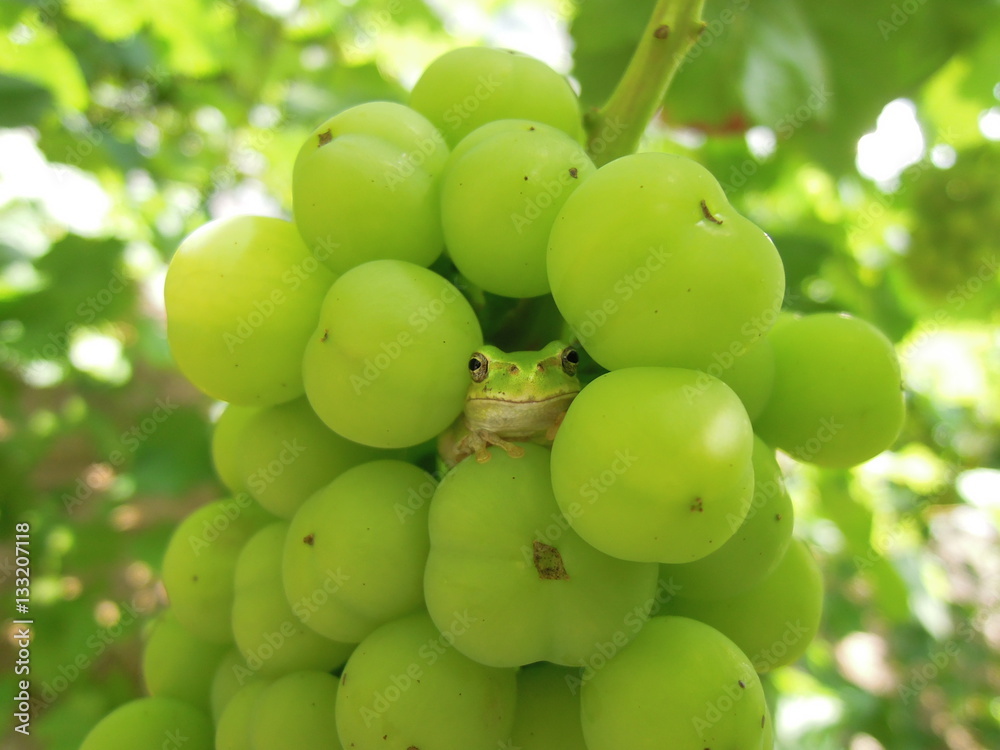 frog and grape/ぶどうとカエル frog and grape/ぶどうとカエル