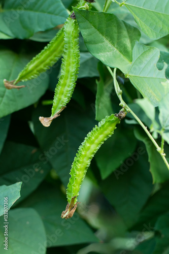 Winged Bean (Princess bean or asparagus pea) on tree,Psophocarpu