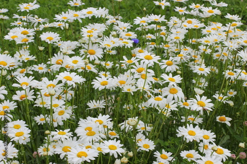 Many daisies in the garden © metanna