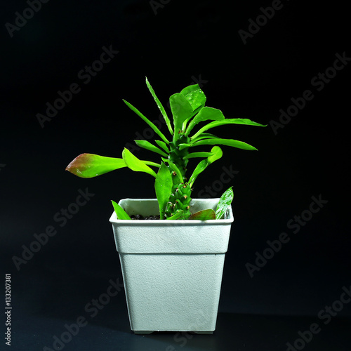 indoor plants in plastic pot on black background