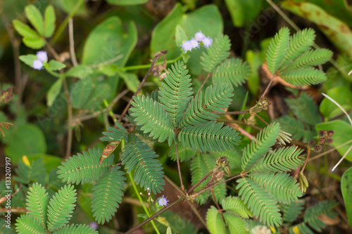 Green Leaves of sensitive plant,sleepy plant (Mimosa pudica) on