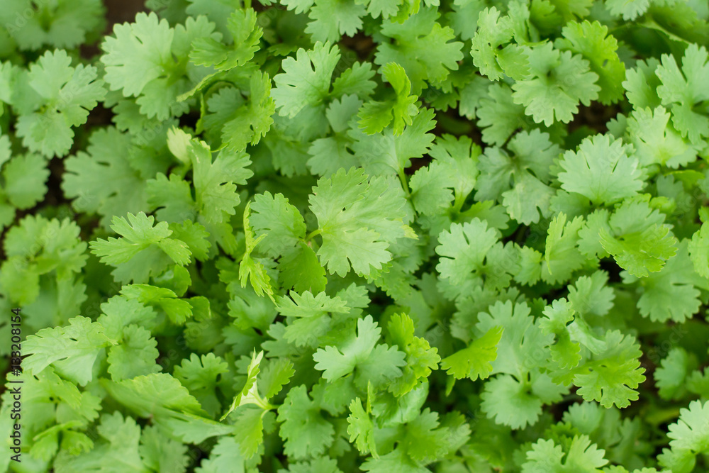 Health benefits of coriander. Coriander is loaded with antioxida Health benefits of coriander. Coriander is loaded with antioxida