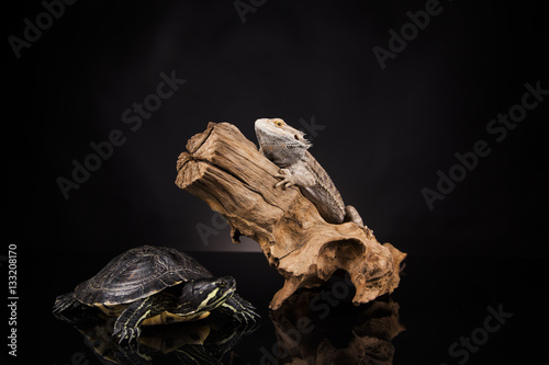 Dragon  lizard witch turtle