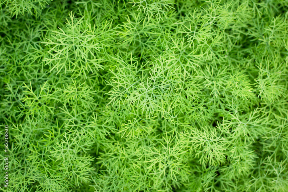 bunch of dill for background use bunch of dill for background use