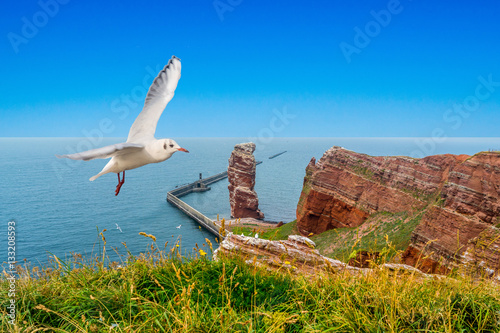 Helgoland Lange Anna Möwe photo