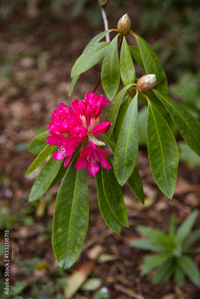 Beautiful pink flowers in natural habitat Beautiful pink flowers in natural habitat