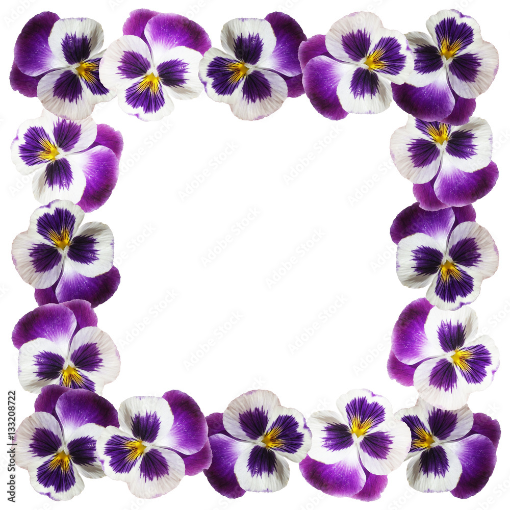 Beautiful floral background of purple pansies 