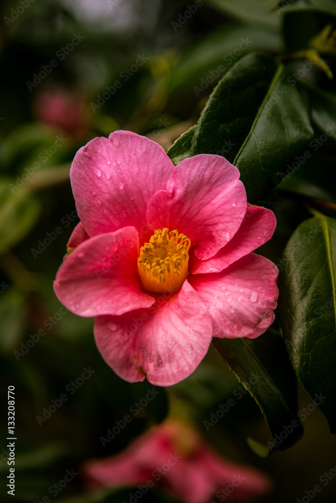 Beautiful pink flowers in natural habitat Beautiful pink flowers in natural habitat