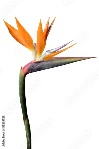 Foto Flower bird of paradise white background