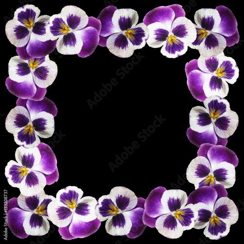 Beautiful floral background of purple pansies 