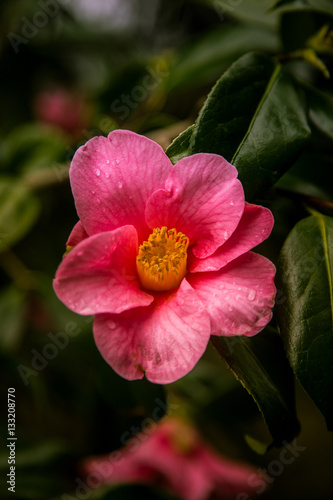 Beautiful pink flowers in natural habitat